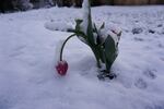 A tulip in southeast Portland after Tuesday’s late winter snow blanketed the region in snow.