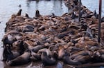 The sea lion count in Astoria's East Mooring Basin this spring was a record 2,340, shattering last year's record 1,420.