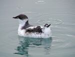 A juvenille marbeled murrelet. The Fish and Wildlife Service estimates their population is declining 3.7 percent a year.