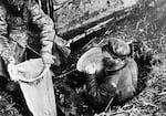 Soviet officials confiscate grain from a peasant household in Ukraine, 1932-1933. The Times' Duranty remained unwavering in his defense of Stalin and his policies, even as the famine unfolded.