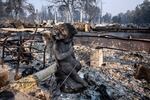 FILE - A charred statue sits among the destruction at Coleman Creek Estates mobile home park in Phoenix, Ore., Thursday, Sept. 10, 2020. The area was destroyed when a wildfire swept through on Tuesday, Sept. 8. A trial in connection with a $1.6 billion class action lawsuit against utility PacifiCorp over the catastrophic Labor Day 2020 wildfires in Oregon wrapped up last week.