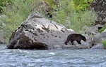 A black bear walks along the shore of the Rogue River in Southern Oregon.