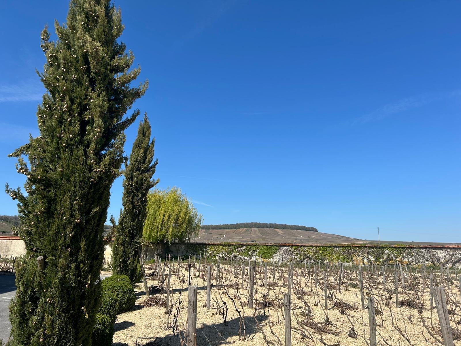 Vines grow at Charles Fourny's estate in Vertus, France. According to Harmon Skurnik, an American wine importer, the region's unique terroir, which includes factors such as soil, makes its wines irreplaceable.