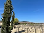 Vines grow at Charles Fourny’s estate in Vertus, France. According to Harmon Skurnik, an American wine importer, the region's unique terroir, which includes factors such as soil, makes its wines irreplaceable.