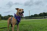 Ruby loves belly rubs and posing for pictures for her forthcoming campaign website (Ruby 2022!) Ruby's human is Nina Kravinsky, a producer for Morning Edition and reporter for KYUK in Bethel, Alaska.