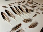 Kestrel feathers gathered by investigators into a Thursday break-in at the Bird Alliance of Oregon’s wildlife care center Thursday.