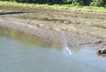 An egret takes flight within the Columbia Slough in Portland, Ore., on July 29, 2025.