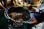 Charlotte is lowered into the water at Mystic Aquarium to test out a version of the harness.