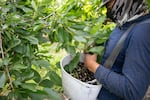FILE - A migrant farmworker harvests cherries at an orchard in Wasco County, Ore., July 2, 2025. 