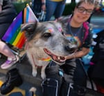 Kyrie, left, owned by August Darnell, right, is decorated for Pride.