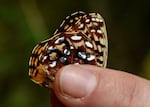 Field scientist Katie Farmer holds an Oregon silverspot butterfly. It's the 25th tagged for observation as of Aug. 4, 2026.