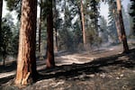 A thinned ponderosa pine stand treated with prescribed fire in the Ochoco National Forest on Sept. 9, 1995.