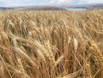 A field of wheat stands straight up and lovely just uphill from the Snake River outside of Windust, Washington — but tall standing wheat can also mean that the heads are not laden with heavy grain.