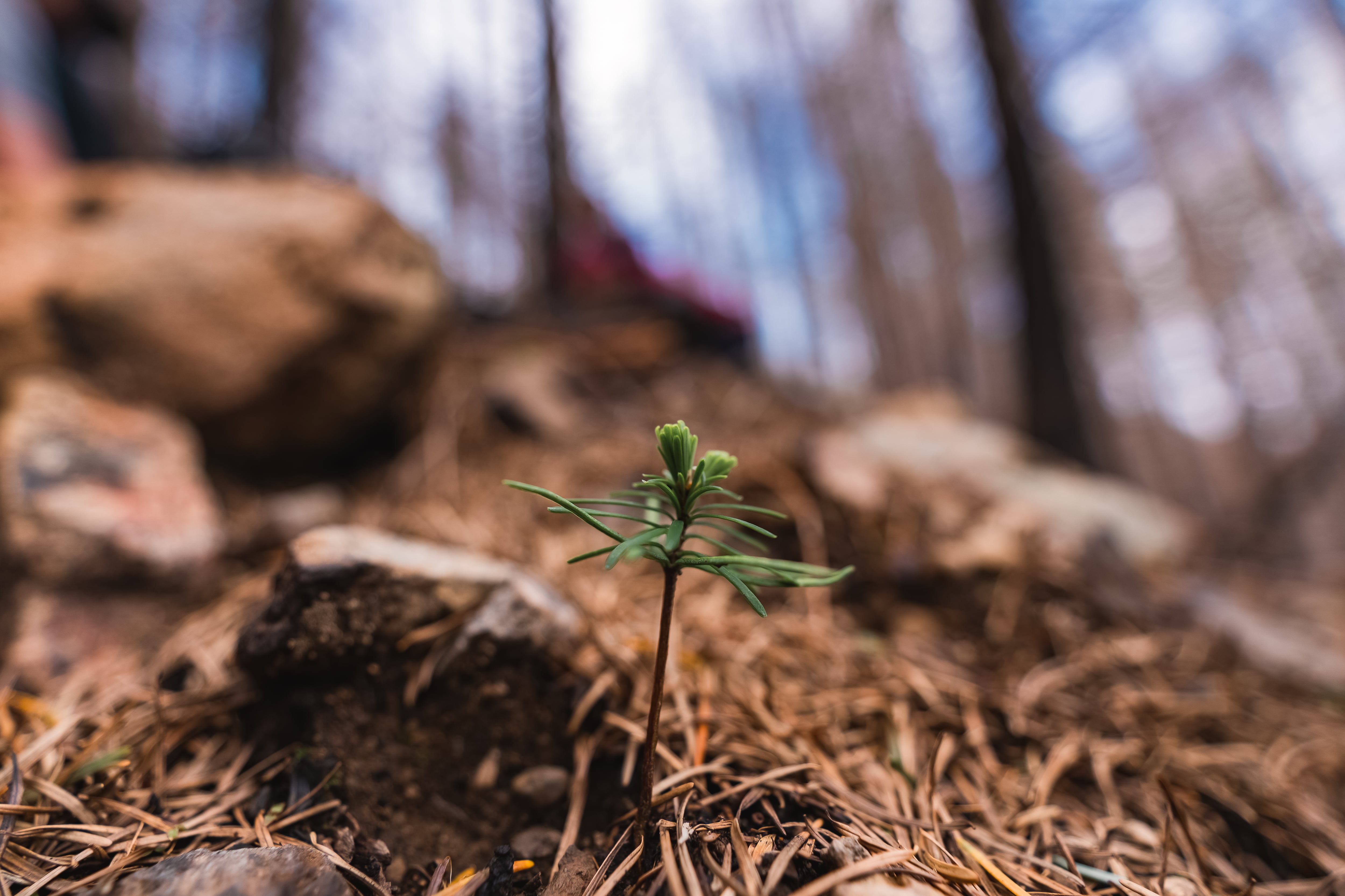 Undated photo of a seedling growing on a Mast Reforestation project site at an unspecified location.