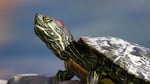 A Red-eared slider turtle.