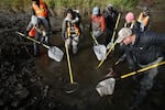 A group of eight people wade in a muddy pool of water holding bright yellow poles with fishing nets on the other end.