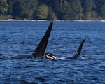 Scientists from the SeaDoc Society and San Diego Zoo Wildlife Alliance spotted a newborn orca calf swimming with the J16s, a family group of four adult orcas.