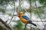 A bright yellow bird with iridescent blue-green wings and tail perching on a branch