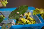 Protruding from a container snails stick to a leaf. “In Hawaiian tradition, snails sing,” Sischo says. “They represent voice. So they were probably one of the most revered invertebrates in the world.”