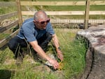 "I am amazed and delighted that it may have a future after all," Hadrian’s Wall Path National Trail Ranger Gary Pickles said of the Sycamore Gap tree. 