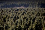 FILE - Fields of Christmas trees at McKenzie Farms on Saturday, Nov. 20, 2020 in Oregon City, Ore. For people who want to cut a Christmas tree in Oregon's national forests, permits are available at $5 each.