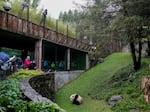 Male giant panda Xiao Qi Ji walks around his enclosure at the Smithsonian National Zoo on Sept. 23, 2023 in Washington, D.C. 