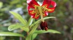 A Western lily found near Coos Bay.