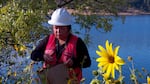 Karuk tribal member Alauna Grant, works as crew lead with the Yurok Tribe, gathering native sunflower seeds alongside the Iron Gate Dam reservoir, Sept. 6, 2023. Workers with local tribes are cutting down weeds and collecting native seeds to replant the land exposed following the removal of the dam.