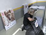 Jason Meier, cofounder of Animals Lebanon, prepares the cage to transfer Sara, the lion cub, as she sits in a parking lot ahead of her departure.