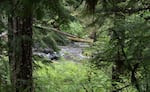 FILE - A trail along the McKenzie River in Linn County, May 29, 2026. Last summer, EWEB staff members tipped trees into the water and added gravel to improve the habitat.