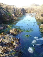 Ocean acidification sensors in rock pools.