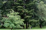 People gather under the massive trees in Columbia View Park in Gresham, Ore., July 6, 2022. 