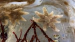 Sunflower sea stars