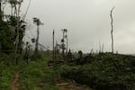 Tree stumps scar the forest's floor after 2,100 acres of forests were felled to plant oil palms in the heart of the Congo Basin forest near Kisangani, Democratic Republic of Congo on Sept. 25, 2019.
