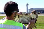 A man in a yellow vest holds open the wing of a red tailed hawk.