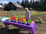 Darlene Gowen has been dry farming for the past four years. This summer she grew a wide variety of crops using this technique, including tomatoes and potatoes. 