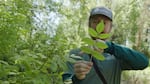 In a video still from June 2024, Jordan Bartosz with the Oregon Department of Agriculture explains the distinctive leaf pattern of of an ash tree, which can help with identification.