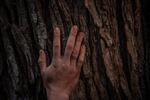 Hand of Benjamín Cáceres, Marine Biologist and Conservation Coordinator of the Rewilding Chile, on a native tree inside the forest. Patagonia, Chile, on Monday, November 4, 2024. Tamara Merino for NPR.