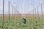 A field worker uproots weeds in between rows of hops on a farm near Sunnyside, Wash., on June 14, 2023.