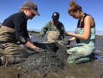 Brett Dumbauld counts shrimp in Oregon's Tillamook Bay with a team of researchers.
