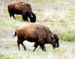 A herd of bison graze near the trail inside the bison range.