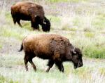 A herd of bison graze near the trail inside the bison range.