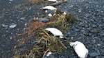 On Jan. 1-2, 2016, 6,540 common murre carcasses were found washed ashore near Whitter, Alaska, translating into about 8,000 bodies per mile of shoreline — one of the highest beaching rates recorded during the mass mortality event.