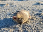 De Winton's Golden Mole, a blind mole that lives beneath the sand has been rediscovered in Port Nolloth, South Africa. The small mammal has evaded scientists for nearly 90 years, using sensitive hearing that can detect vibrations from movement above the surface.