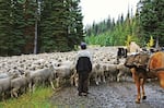 Domesicated sheep grazing on allotments in the Northwest, like these shown in this file photo, can pass on a potentially deadly bacteria infection to wild bighorn sheep in central Washington.