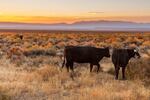 Cattle grazing at sunset on open public rangeland in Malheur County, Oregon, with the east side of Steens Mountain visible in the distance, Oct. 17, 2017.