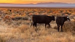 Cattle grazing at sunset on open public rangeland in Malheur County, Oregon, with the east side of Steens Mountain visible in the distance, Oct. 17, 2017.