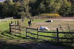 Horses take a break at the Wy'East Vineyard, Odell, Ore., Oct. 6, 2025.