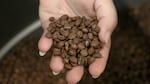Since the early 1900s, the Pacific Northwest has been on the forefront of global coffee culture.