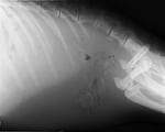 The fuzzy area in this radiograph was thought to be cancer.